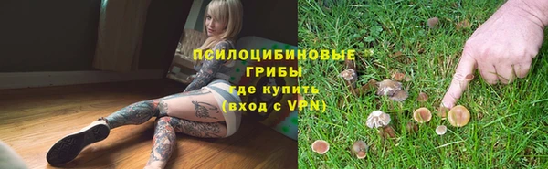 прущие грибы Вязьма