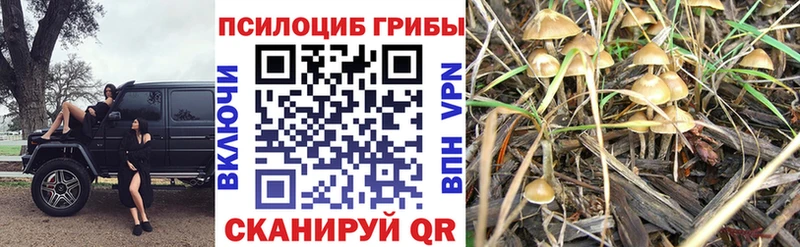 OMG зеркало  Королёв  Галлюциногенные грибы мицелий 